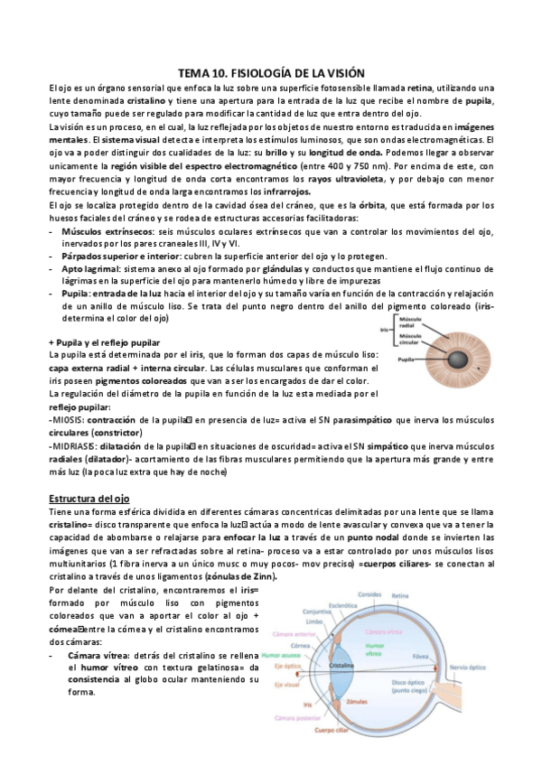 Miniatura del documento T10-11.-VISIONOIDO.pdf