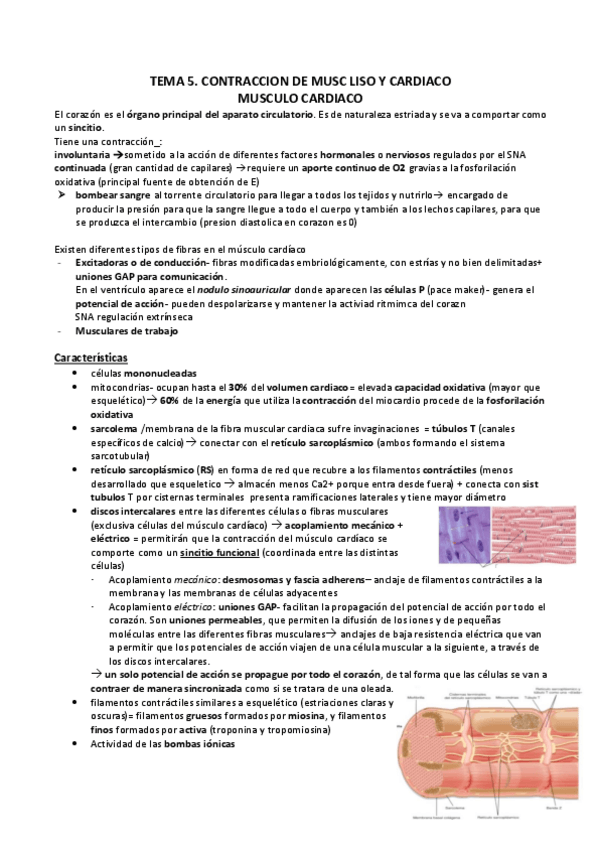 Miniatura del documento TEMA-5.-CONT-M-LISO--CARDIACO.pdf