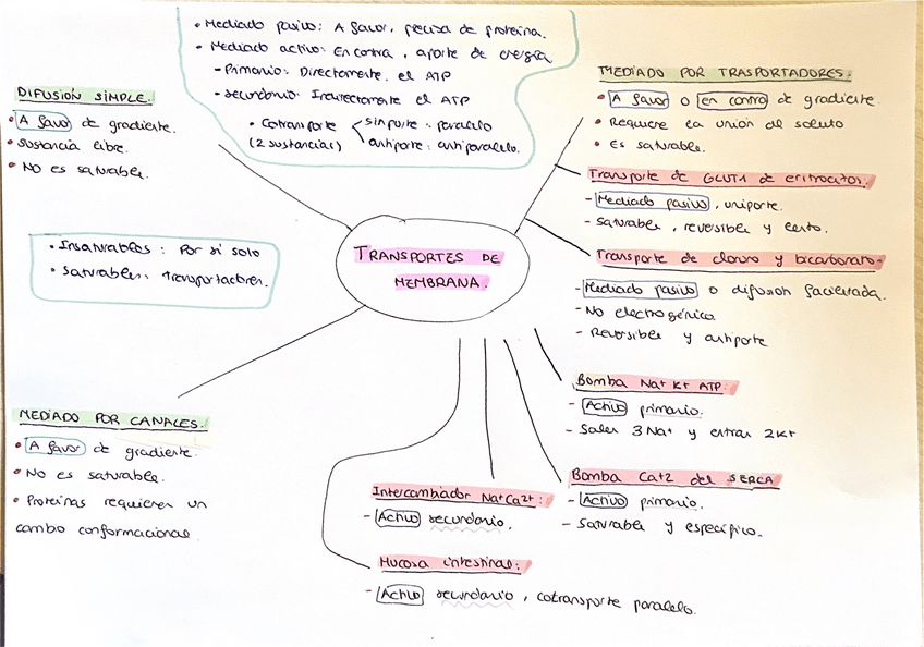 Miniatura del documento Esquema-de-transportes-de-membrana.pdf