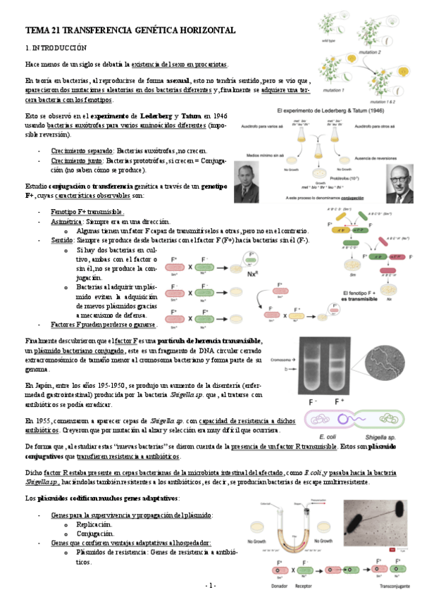 Miniatura del documento MICROBIOLOGIA-TEMA-21-TRANSFERENCIA-GENETICA-HORIZONTAL.pdf