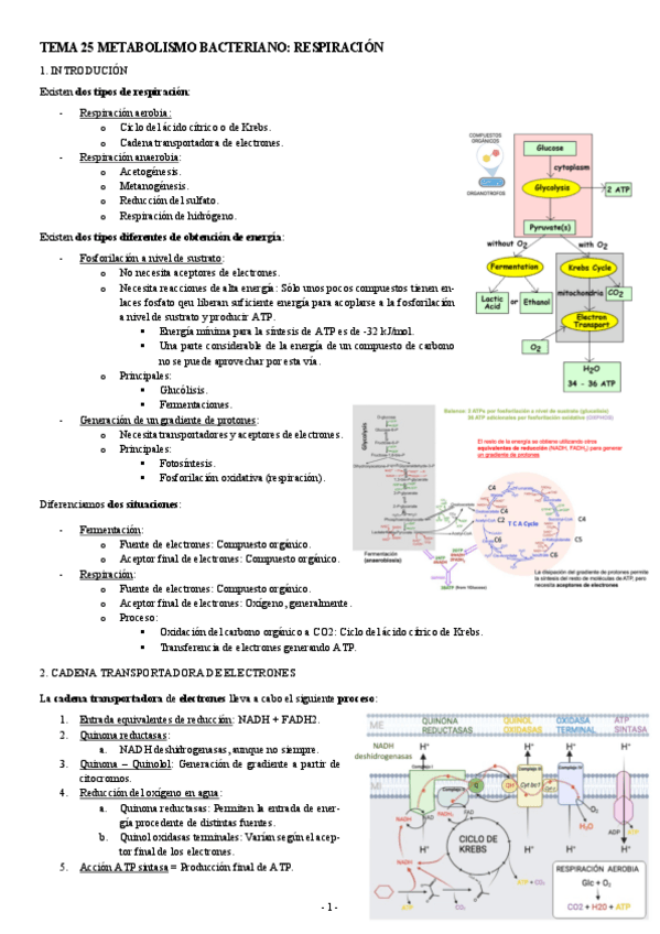 Miniatura del documento MICROBIOLOGIA-TEMA-25-METABOLISMO-BACTERIANO-RESPIRACION.pdf