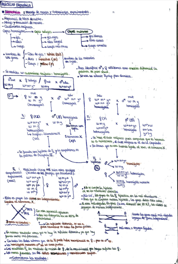 Miniatura del documento Practicas-genetica-martinsouto.pdf