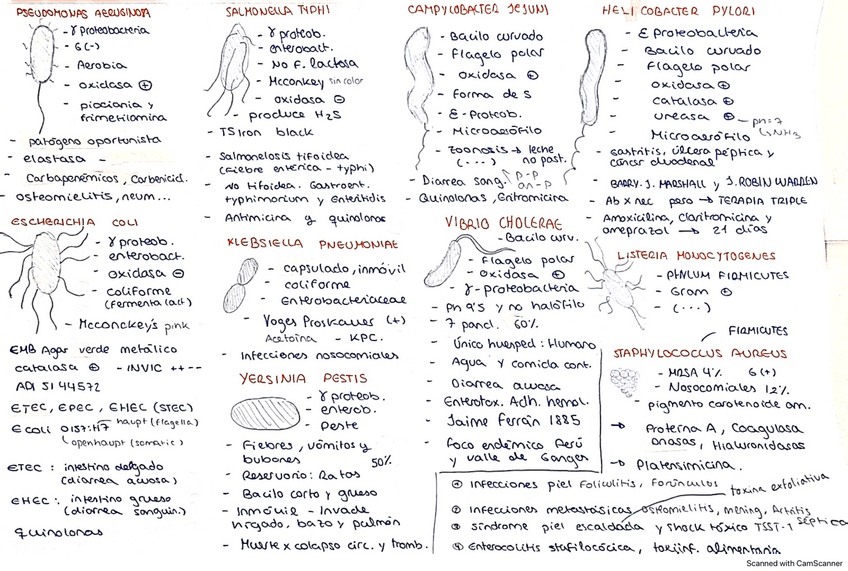 Miniatura del documento Resumen-Bacterias-importantes.-T12.pdf