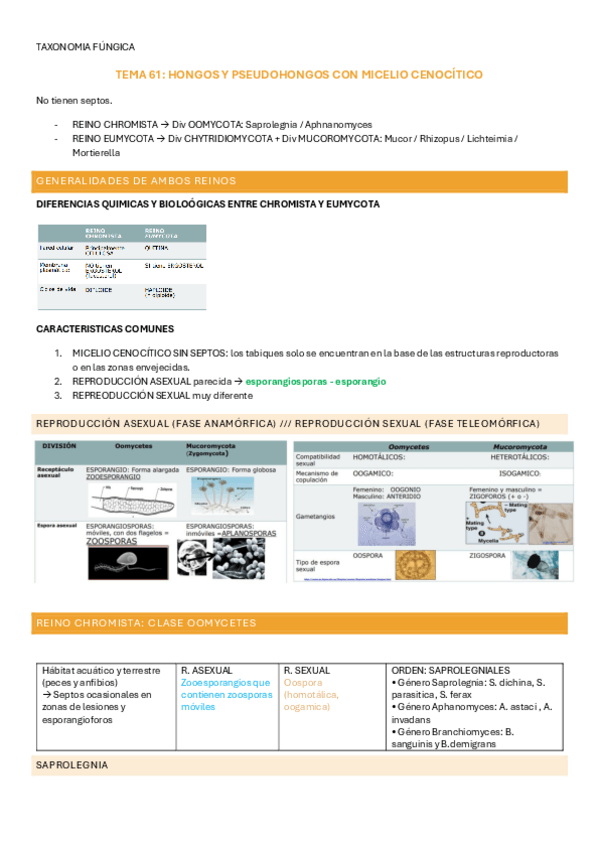 Miniatura del documento Taxonomia-hongos-61-62-63.pdf