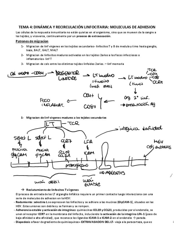 Miniatura del documento T4.DINAMICA-Y-RECIRCULACION-LINFOCITARIA.pdf