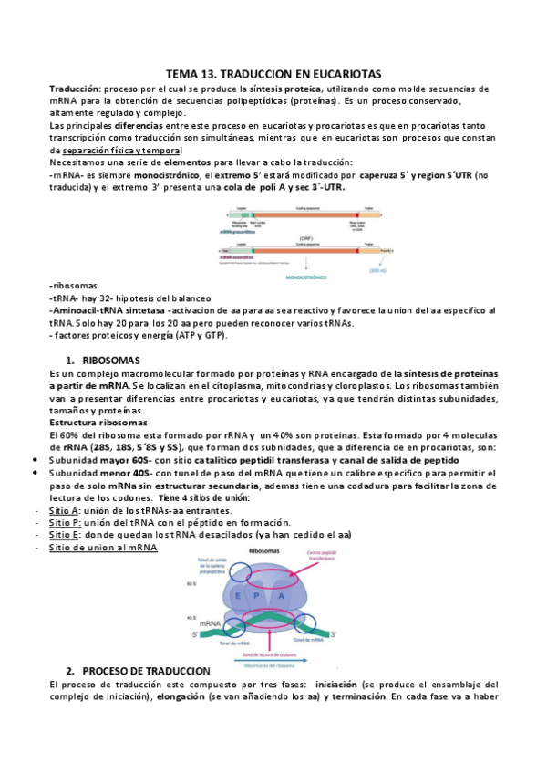 Miniatura del documento T-13-TRADUCCION-DE-MRNAS-EUCARIOTICOS.pdf
