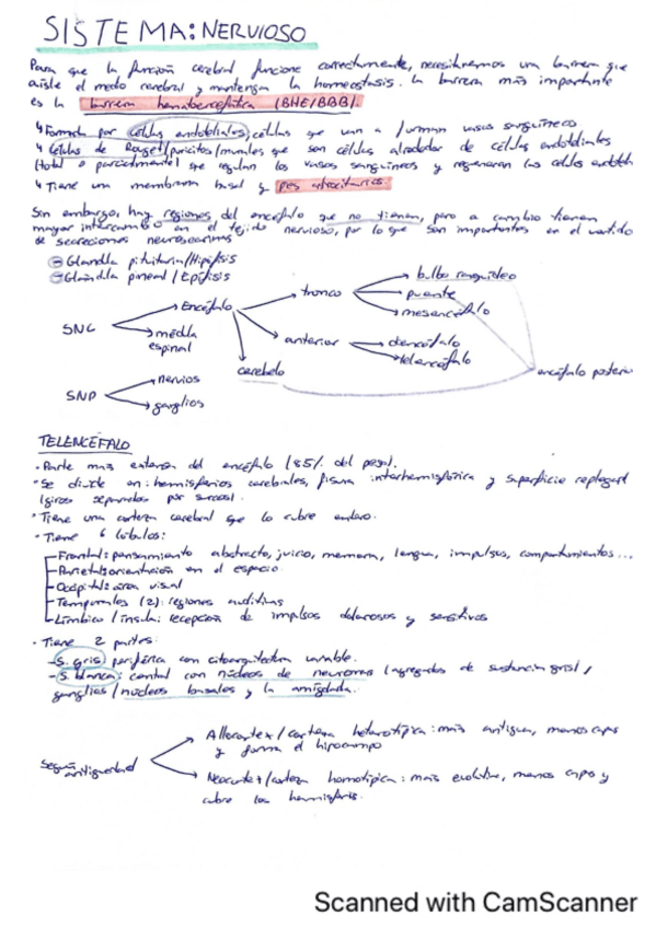 Miniatura del documento Organografia-Sistema-Nervioso.pdf