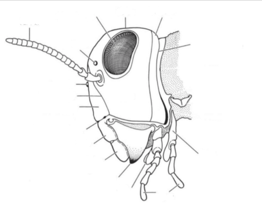 Miniatura del documento FotosSINnombres-Practicas-ZooII-martinsouto.pdf