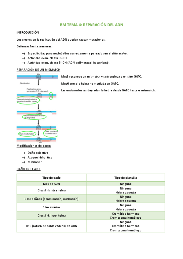 Miniatura del documento BM-TEMA-4.pdf