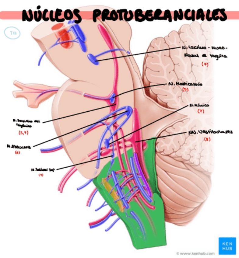 Miniatura del documento Nucleos-resumen-T14-y-15.pdf