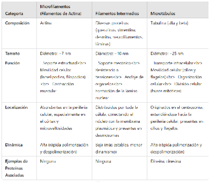 Miniatura del documento Citoesqueleto-comparacion.pdf