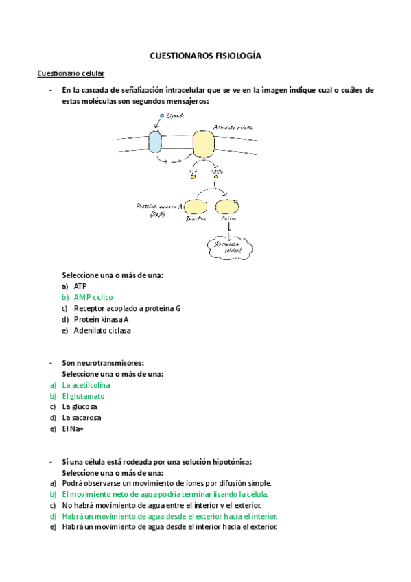 Miniatura del documento Preguntas-Cuestionarios-Fisiologia.pdf