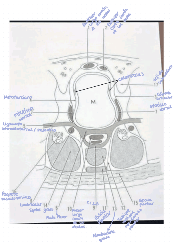 Miniatura del documento Dibujo-anatomico-corte-axial-metatarsiano.png