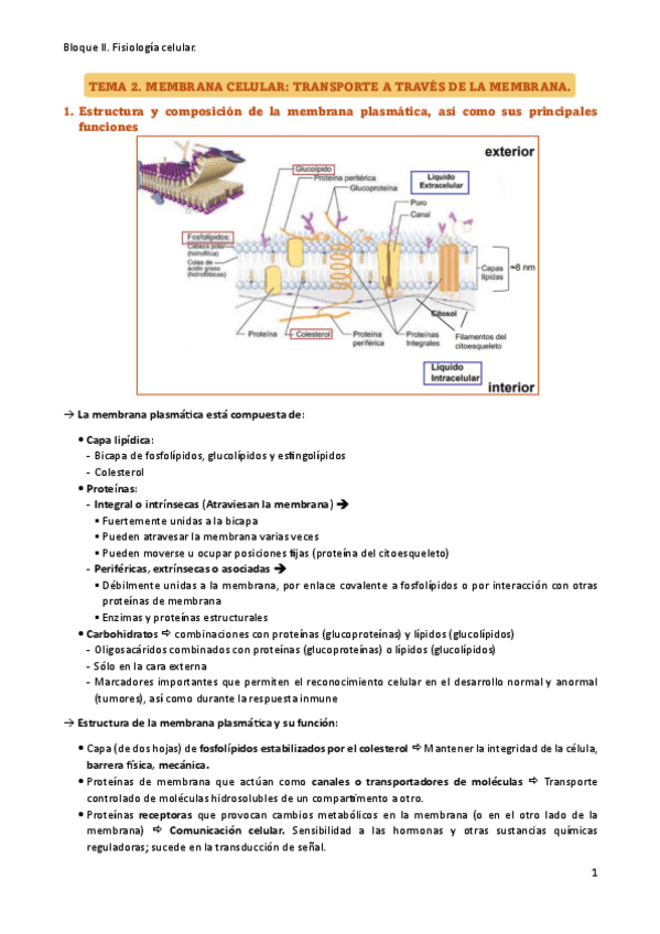 Miniatura del documento TEMA-2-resumen.pdf