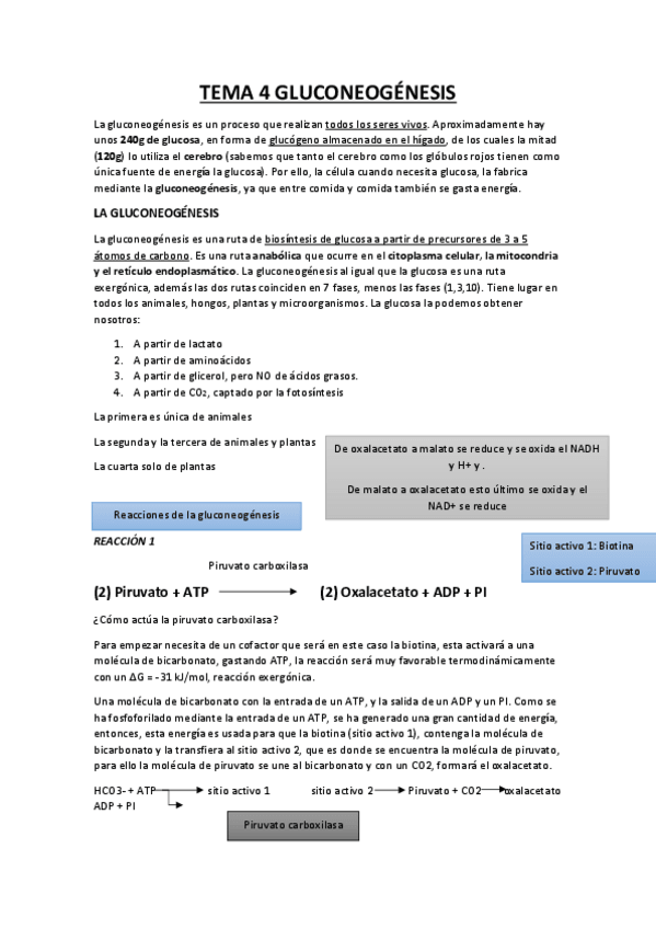 Miniatura del documento GLUCONEOGENESIS-apuntes--esquema.pdf