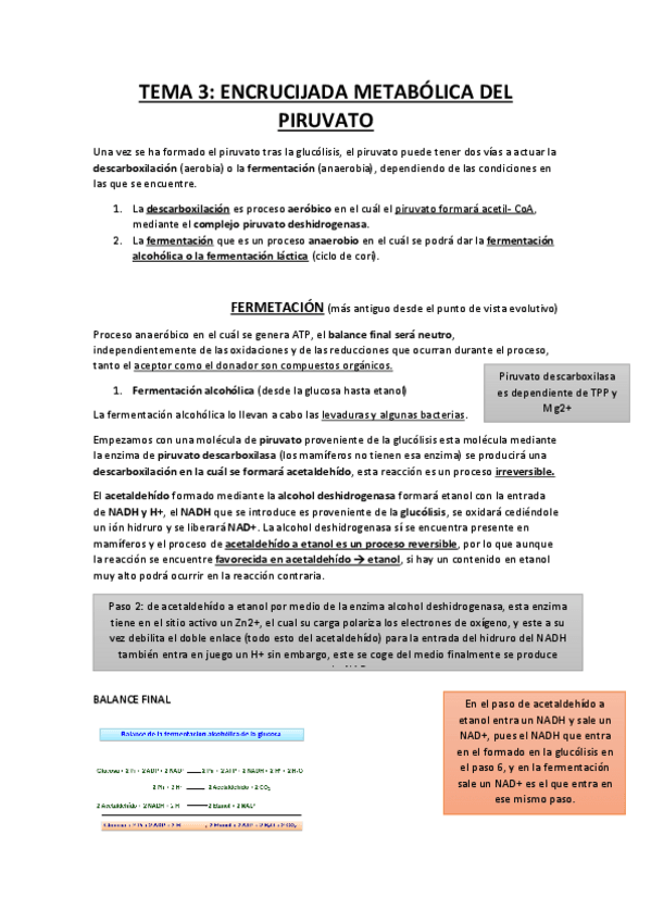 Miniatura del documento ENCRUCIJADA-METABOLICA-DEL-PIRUVATO-apuntes--esquema.pdf
