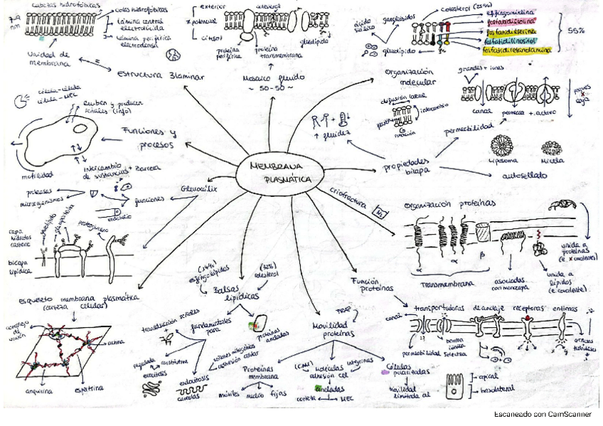 Miniatura del documento ESQUEMAS-BIOLOGIA-CELULAR.pdf