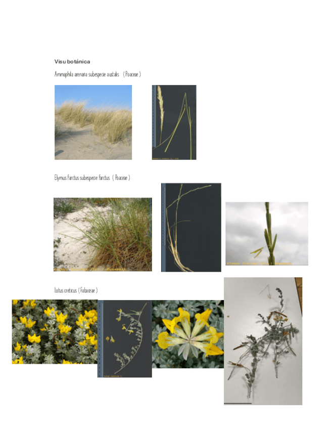 Miniatura del documento Visu-botanica-completo.pdf