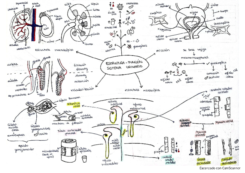 Miniatura del documento ESQUEMAS-FISIOLOGIA.pdf