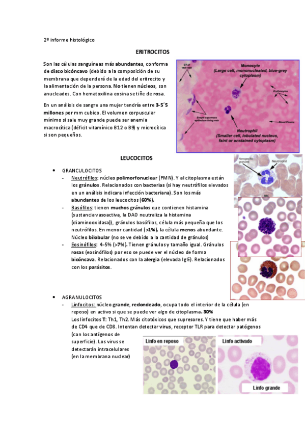 Miniatura del documento 2o-informe-histologico.pdf