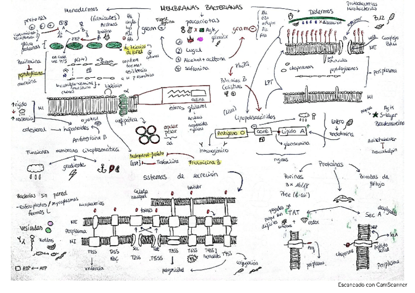 Miniatura del documento MICROBIOLOGIA-1-PARCIAL.pdf