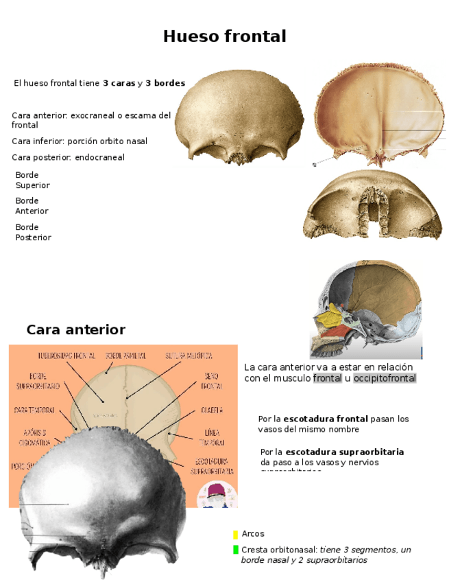 Miniatura del documento Hueso-Frontal.docx