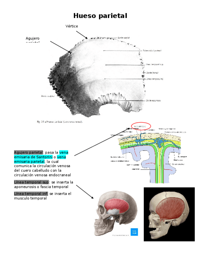Miniatura del documento Hueso-Parietal.docx