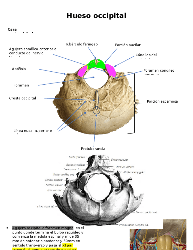 Miniatura del documento Huesos-Occipital.docx