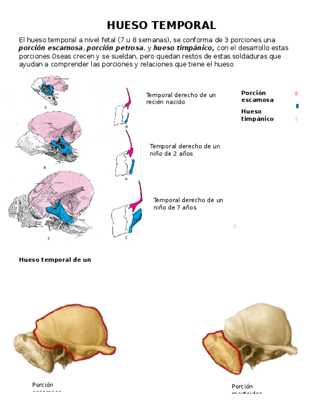 Miniatura del documento Hueso-Temporal.docx