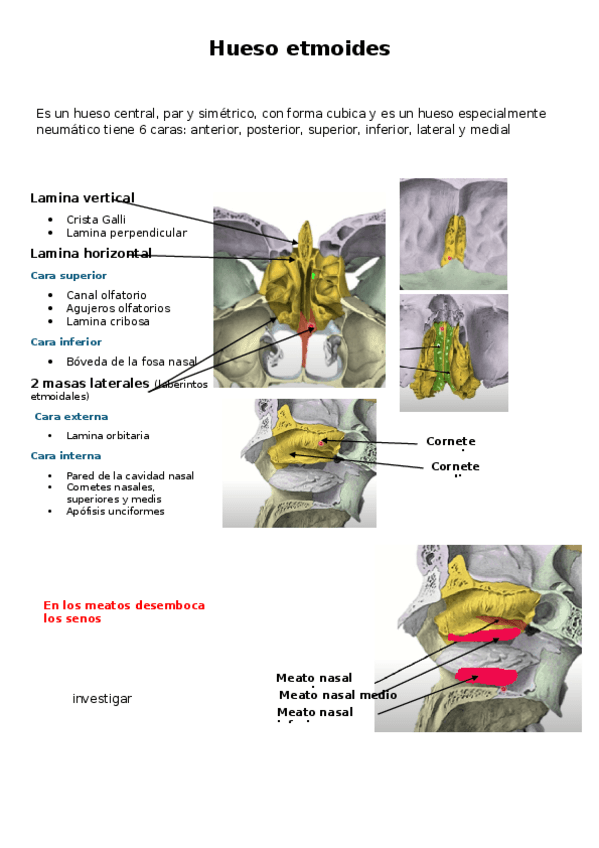 Miniatura del documento Hueso-Etmoides.docx