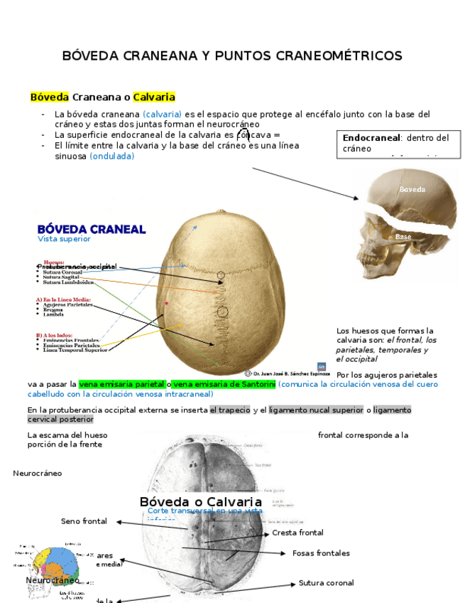 Miniatura del documento Boveda-craneal-y-Puntos-craneometricos-1.docx