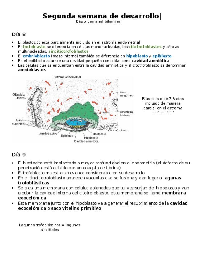 Miniatura del documento Segunda-Semana-de-desarrollo.docx