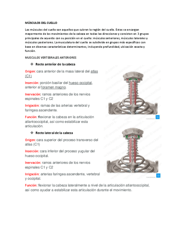 Miniatura del documento MUSCULOS-DEL-CUELLO.pdf