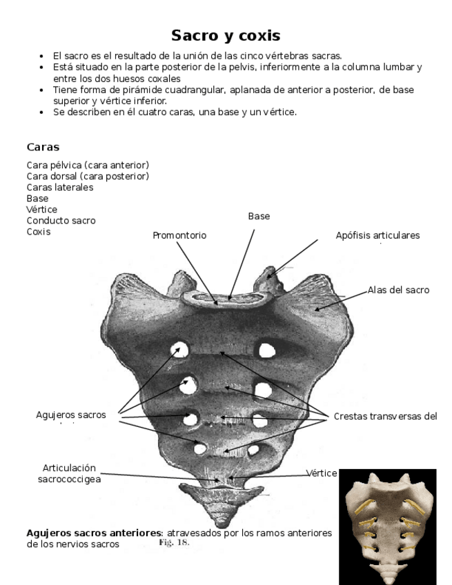 Miniatura del documento Sacro-y-coxis.docx