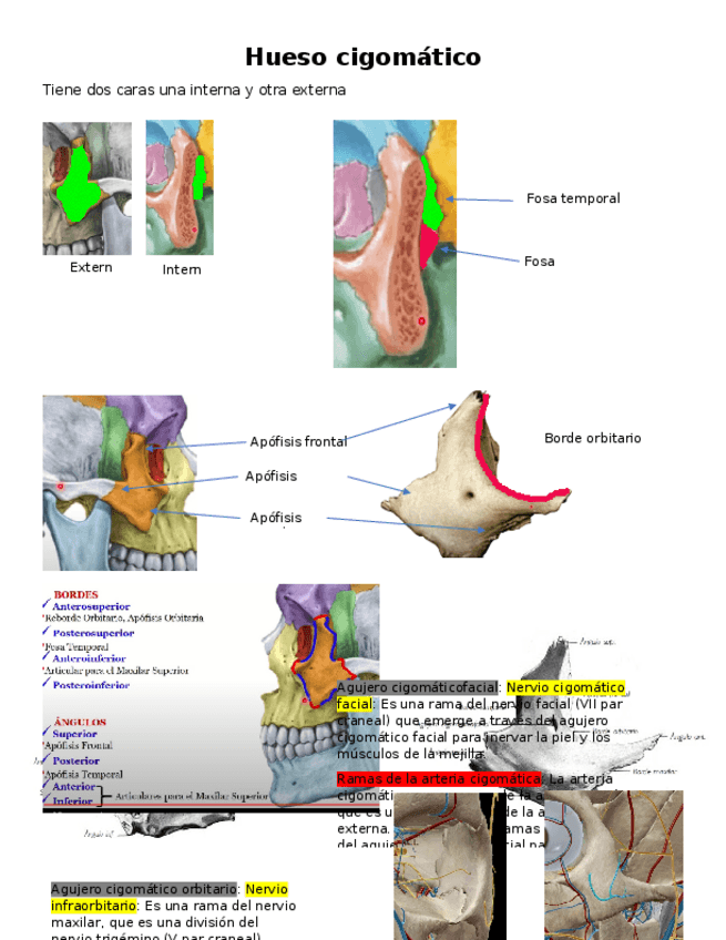 Miniatura del documento Hueso-cigomatico.docx