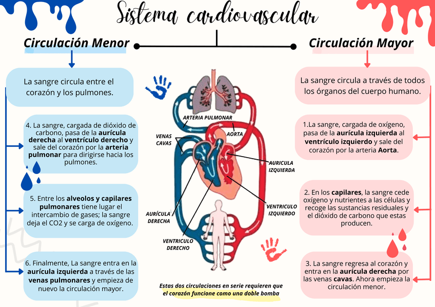 Miniatura del documento Mapa-Conceptual-Sistema-Cardiovasculare.png