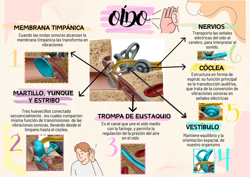 Miniatura del documento OIDO.png