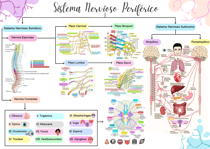 Miniatura del documento Sistema-Nervioso-y-Pares-craneales.png