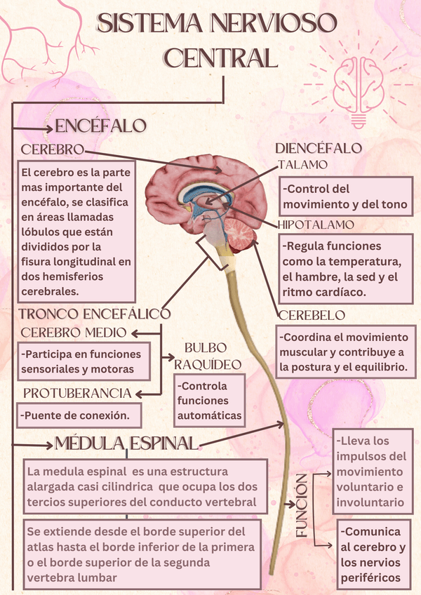 Miniatura del documento ENCEFALO.png