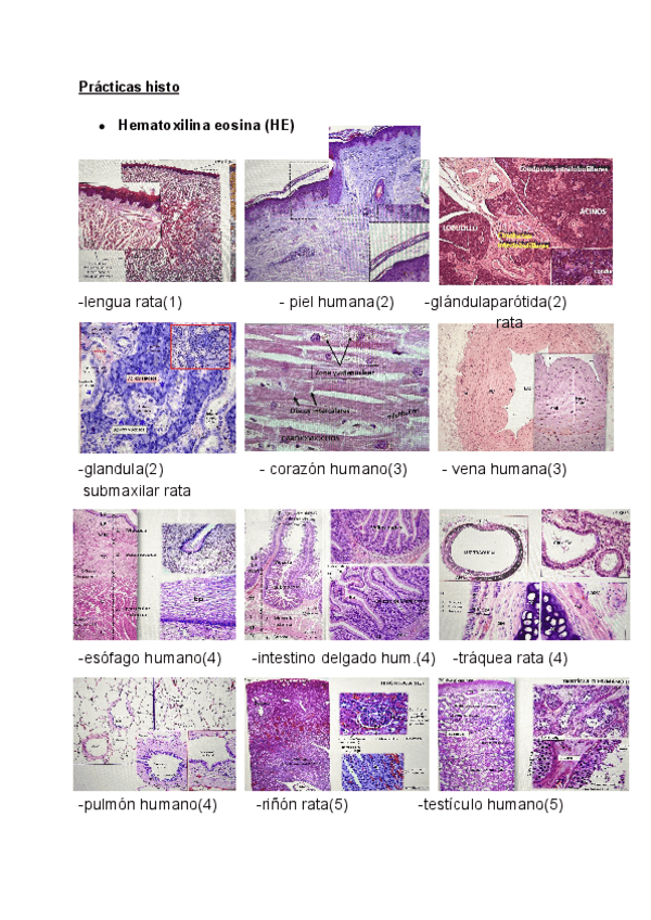 Miniatura del documento Practicas-histo.pdf