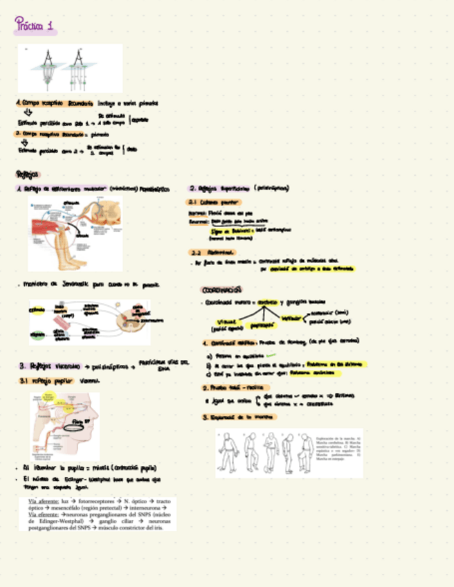 Miniatura del documento RESUMEN EXAMEN PRACTICO FISIO.pdf