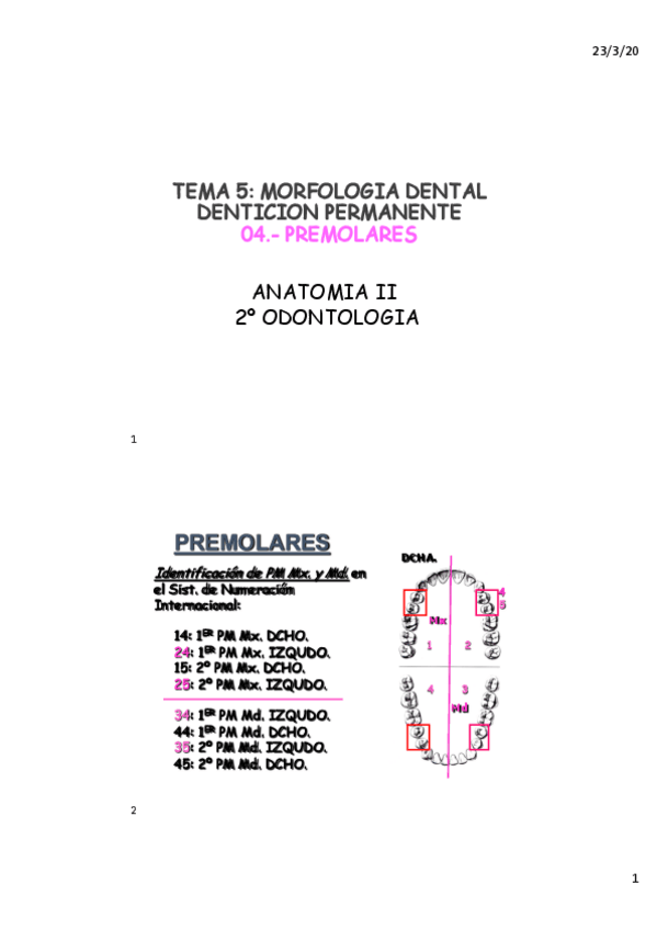 Miniatura del documento TEMA-5.-4-PREMOLARES.pdf
