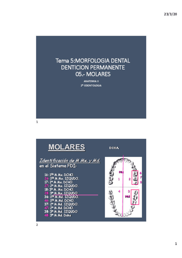 Miniatura del documento TEMA-5.-5-MOLARES.pdf