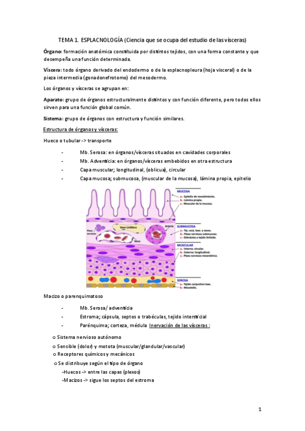 Miniatura del documento anato-II-rober.pdf