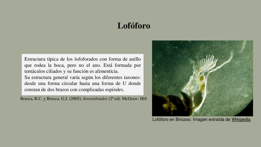 Miniatura del documento definiciones-primer-seminario-lofoforo-epifragma.pdf
