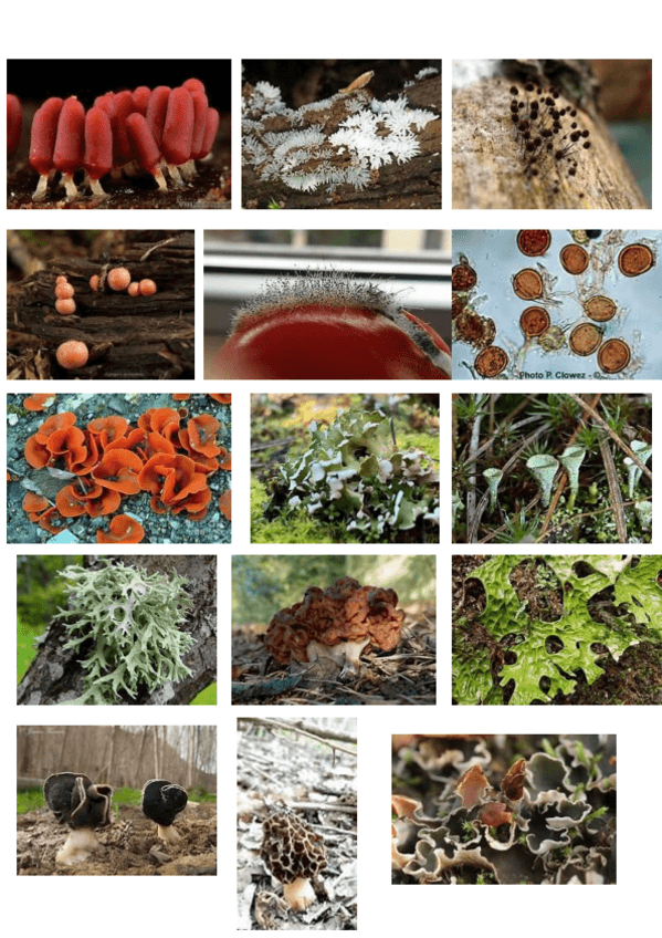 Miniatura del documento fotos-herbario.pdf