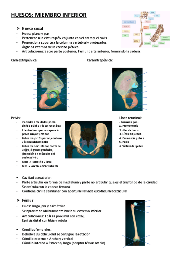 Miniatura del documento Anatomía-T2-Huesos-Miembro-Inferior.pdf