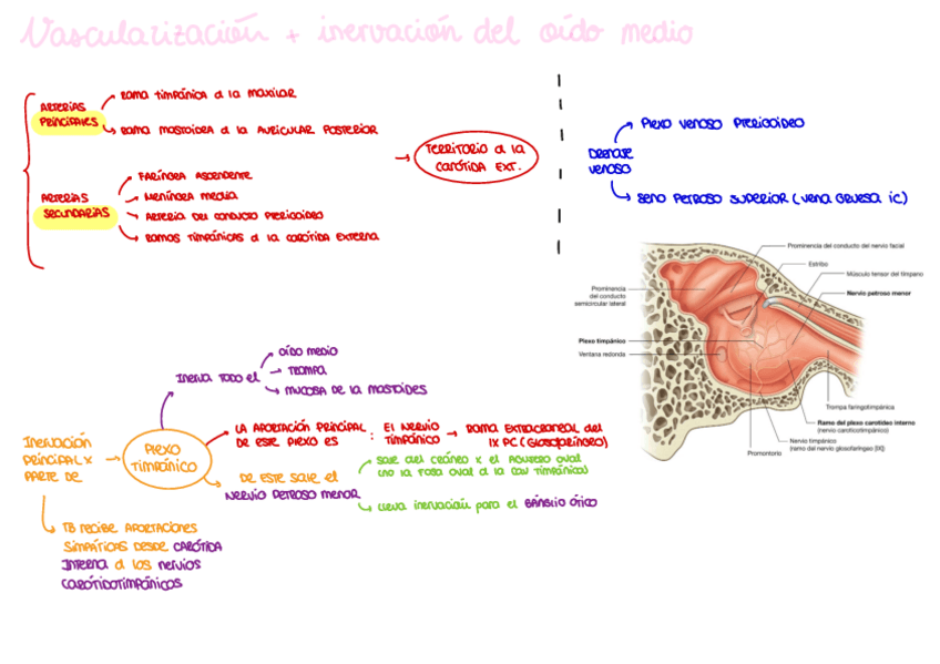 Miniatura del documento vascularizacion-e-inerb-del-oido-medio.pdf