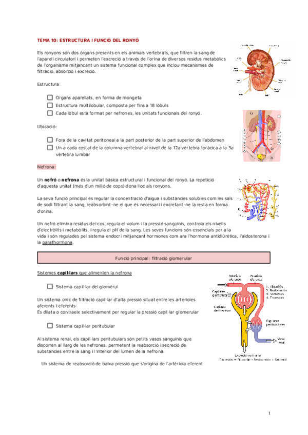 Miniatura del documento FINAL-FISIOPATO.pdf