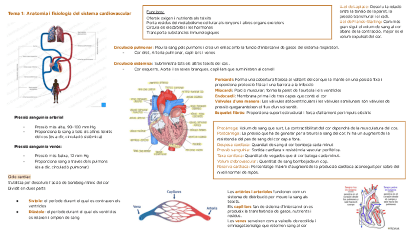 Miniatura del documento fisopato-II-resumen-parcial.pdf
